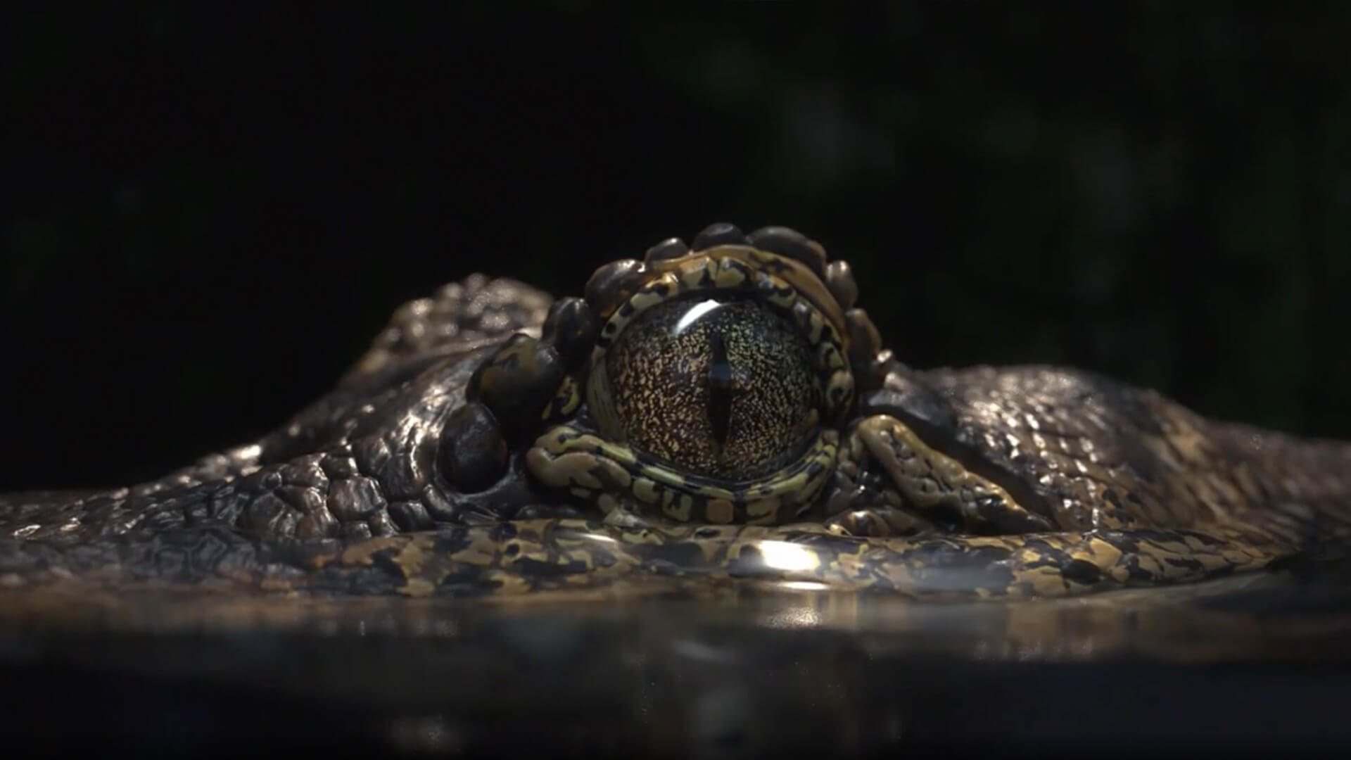 João Fonseca - Freelance Graphic Designer | Jacaré